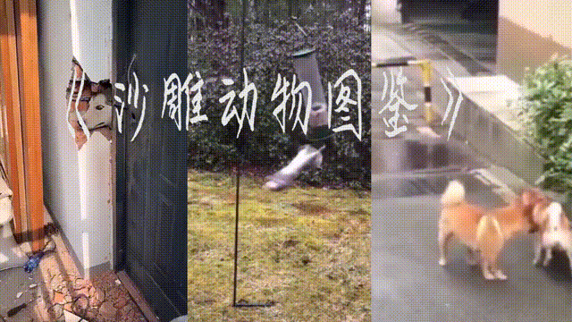 沙雕动物图鉴#1 看了超级开心